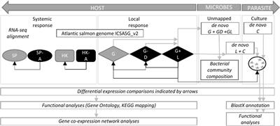 Host-Parasite Interaction of Atlantic salmon (Salmo salar) and the Ectoparasite Neoparamoeba perurans in Amoebic Gill Disease